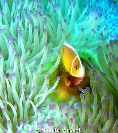 This lovely anemone fish was close to Hideaway Island, Va... by Benita Vincent 