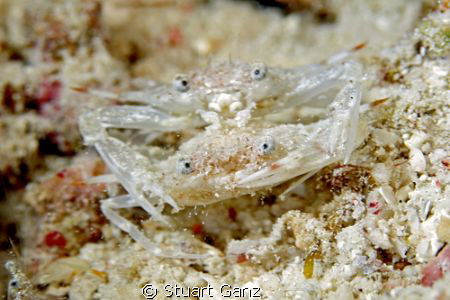 Happy Crabs by Stuart Ganz 