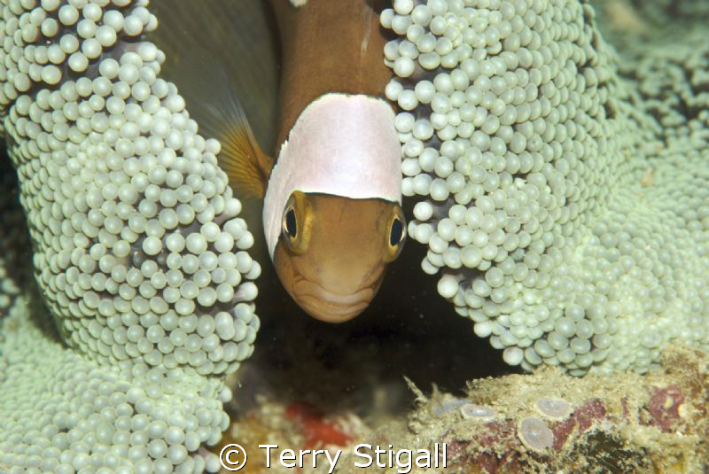 She is under the rather large anemone just hanging out.  ... by Terry Stigall 