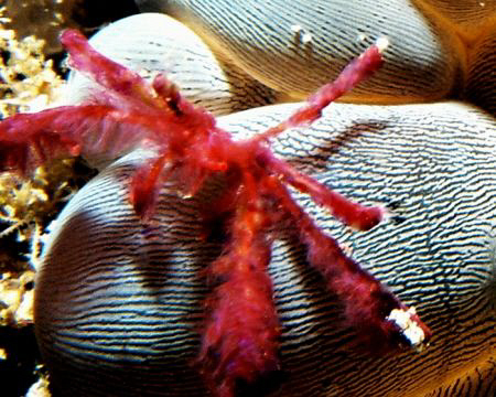 Tiny Orangutan Crab on Bubble Anemone, Nikonos V 1:2 Macr... by Marylin Batt 