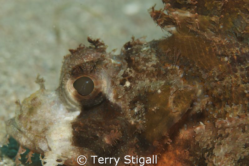 How close is close enough when you are laying next to a s... by Terry Stigall 