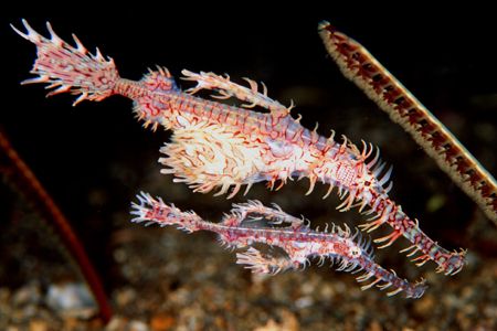 Arlequin ghost pipefish, Manado. Nikon F90X, 105mm by Pablo Pianta 