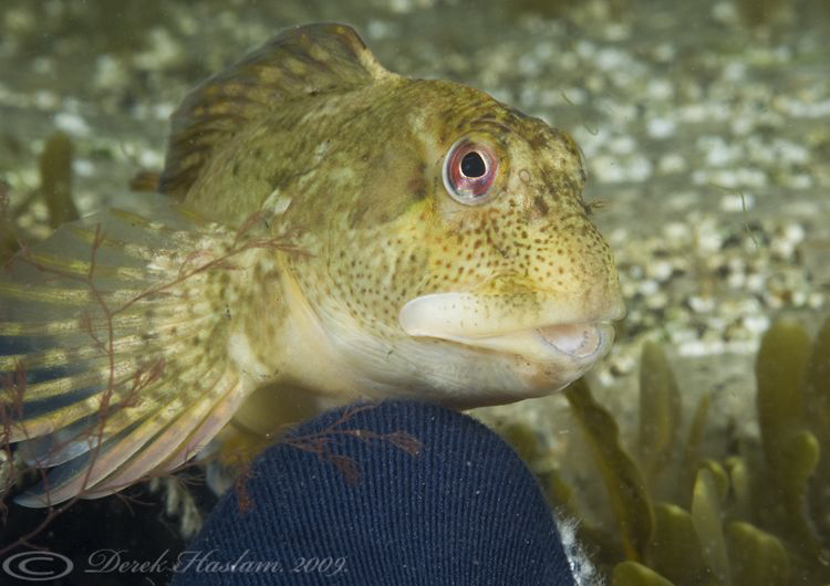Shanny on my finger. Trefor pier. D3, 105mm. by Derek Haslam 