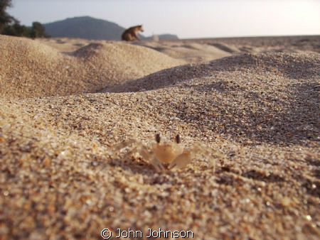 crab city on the beach at agonda reefmaster land and sea ... by John Johnson 