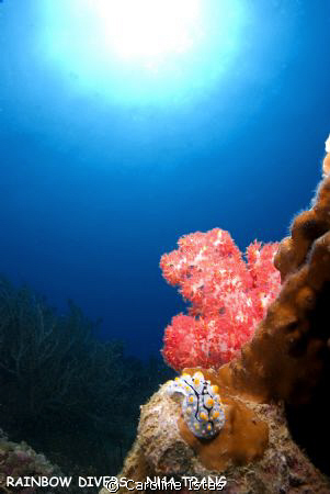 Nudibranch next to Soft Coral at Moray Beach in Nha Trang... by Caroline Istas 
