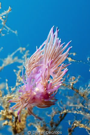Nudibranches in current by Dieter Decroos 