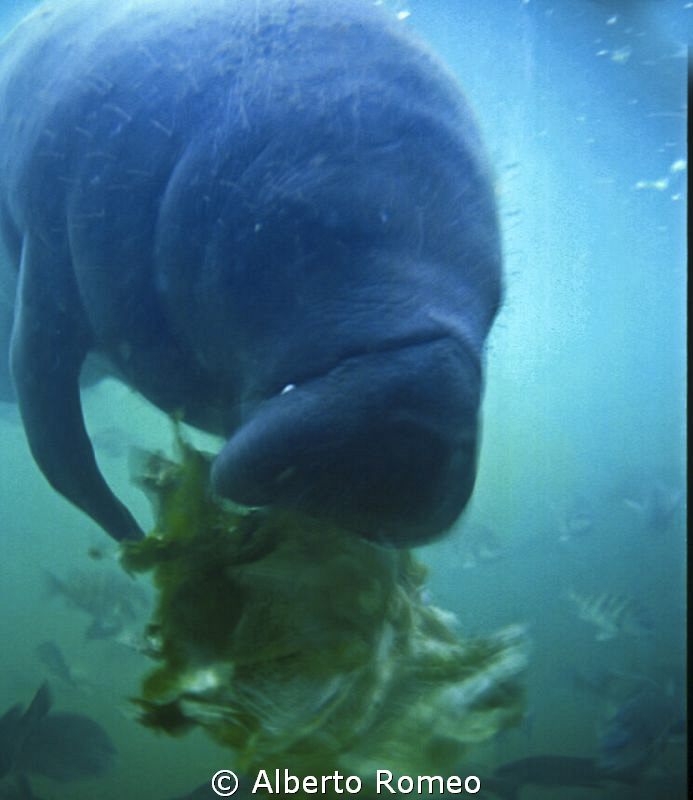 Normally Manatee eats aquatic plants, but also they eats ... by Alberto Romeo 