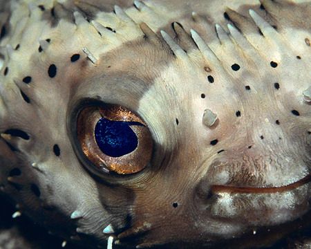 wow had a grat night dive with this little fellow stuck a... by Michael Odonnell 