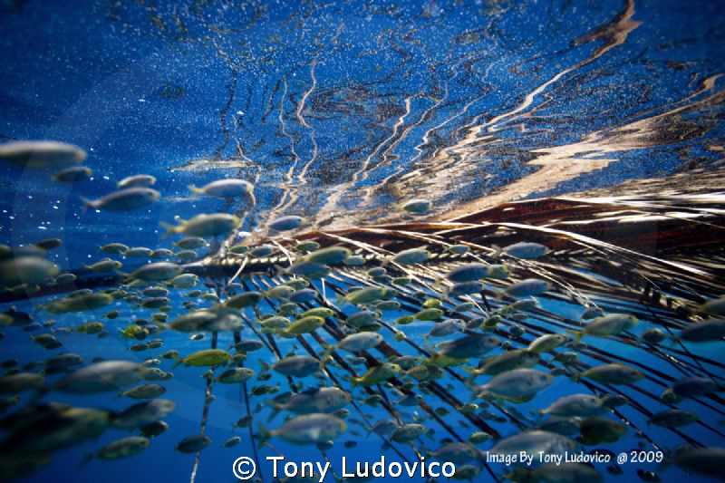 Undercover by Tony Ludovico 