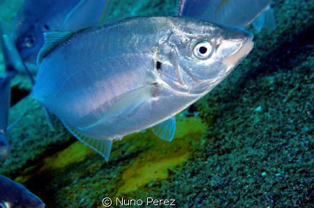 Above the Wreck of Dori, in Azores Island of S.Miguel by Nuno Perez 