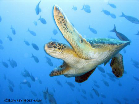 Seaturtle in Galapagos by Lowrey Holthaus 