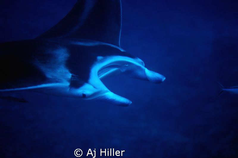 Giant manta; Nikon D2X with 105mm micro-Nikkor, two Inon ... by Aj Hiller 