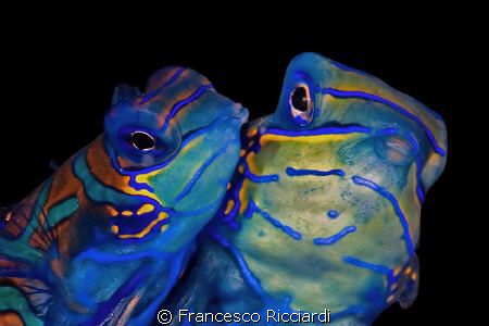 Mating mandarinfish by Francesco Ricciardi 