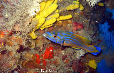 some of Adriatic beauties... by Ive Sosa 