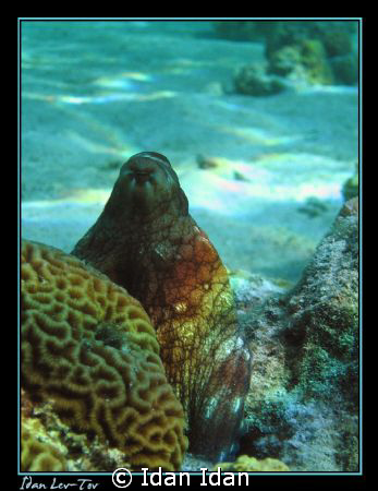 octopus, gulf of eilat by Idan Idan 