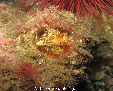 On one particular dive, we found quite a few giant barnac... by Erika Grebeldinger 