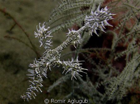 Ornate Ghost Pipe Fish - Dumaguete. Macro; Canon IXUS 85I... by Romir Aglugub 