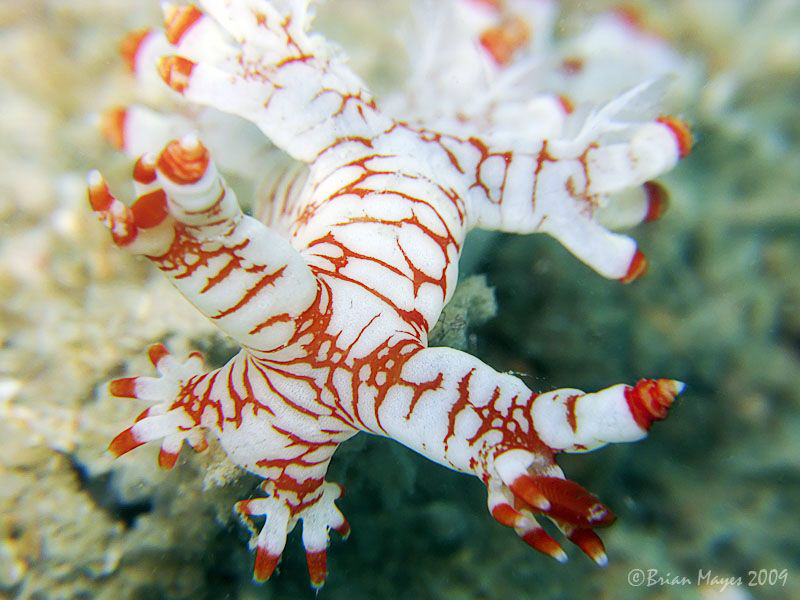 Head of the beast! .....Nudibranch (Bornella stellifer)..... by Brian Mayes 