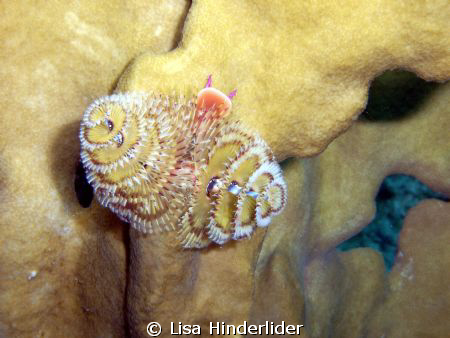 A "designer" christmas tree worm taken at Wind Sock in Bo... by Lisa Hinderlider 