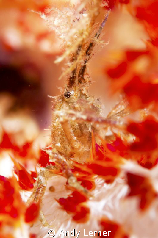 A little arrow crab on soft coral at night by Andy Lerner 