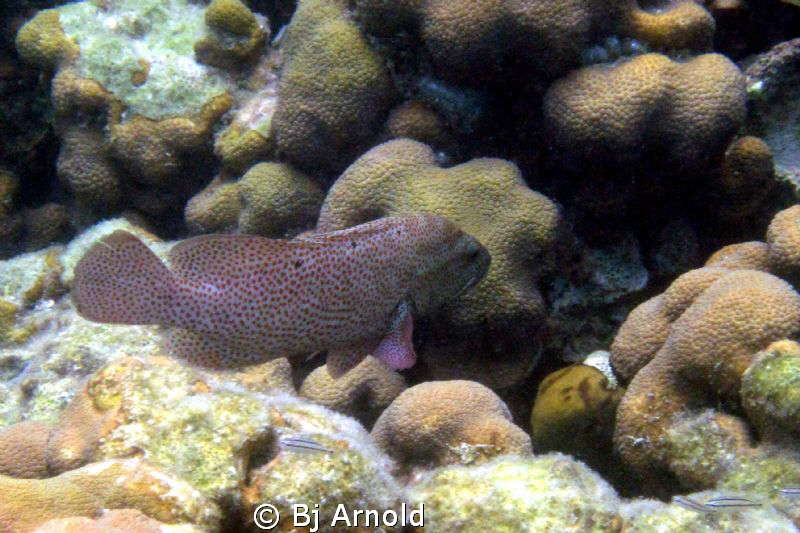 Found this beautiful graysby in Secret Harbor, US Virgin ... by Bj Arnold 