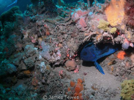 Blue Devil hiding under coral overhang by James Tewes 