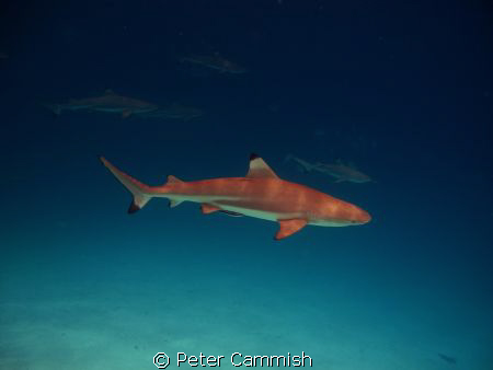 The image is a black tip reef shark I took in Palau. by Peter Cammish 