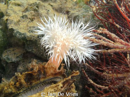 met de sealife dc1000 bij kijkuit grevelingen by Jan De Vries 