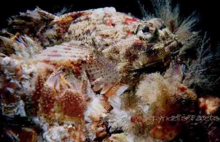 This Red Irish Lord is another common photo subject in th... by Lyndell Weldon 