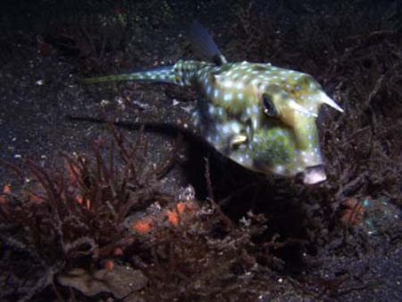 During a night dive in Lembeh Straits I came upon this co... by Erika Antoniazzo 
