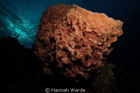 Large Barrel Sponge shot from underneath with a Nikon D70... by Hannah Warde 
