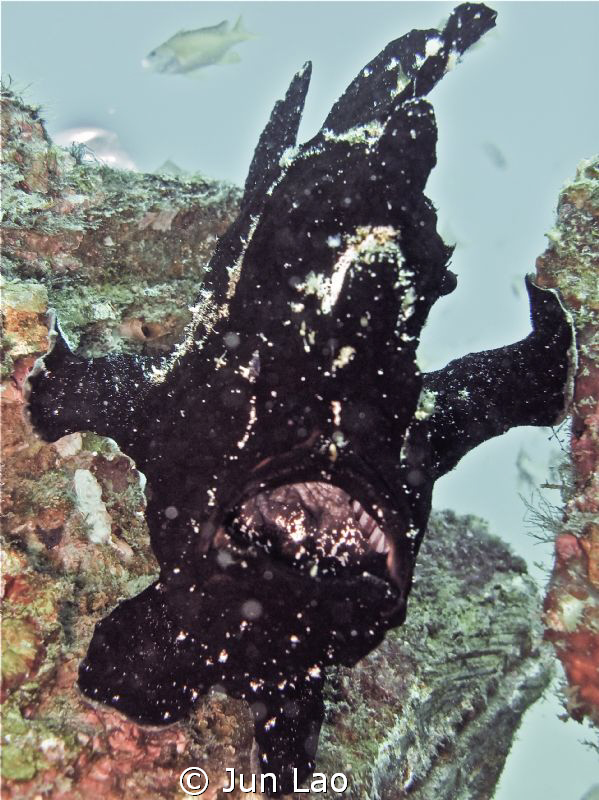 Frogfish does Samson by Jun Lao 