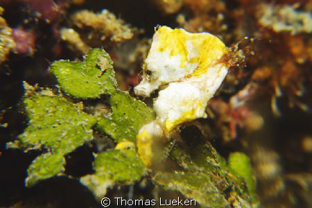 found in Lembeh; D200 by Thomas Lueken 