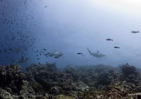 Hamerheads. Galapagos. D200, 10.5mm. by Derek Haslam 