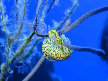 Cozumel november SONY P10 by Yannick Abel-coindoz 