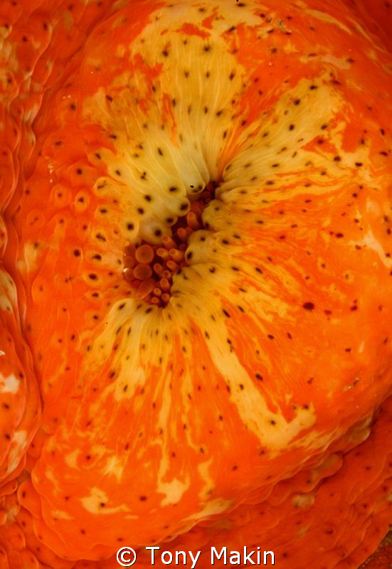 Anemone abstract by Tony Makin 