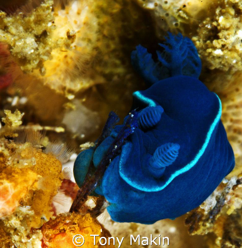Splat! Tiny Black nudibranch Tambja capensis by Tony Makin 