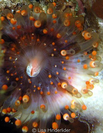 Orange Ball Corallimorph found on Night dive at Half Moon... by Lisa Hinderlider 