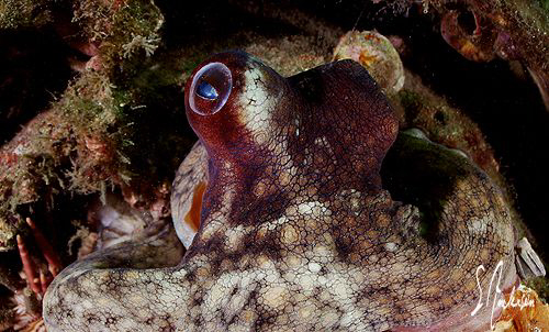 This image of an Octopus was taken during a morning dive ... by Steven Anderson 