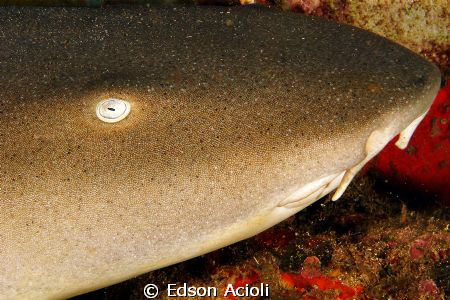Side by side with the shark. Photo made with compact sony... by Edson Acioli 