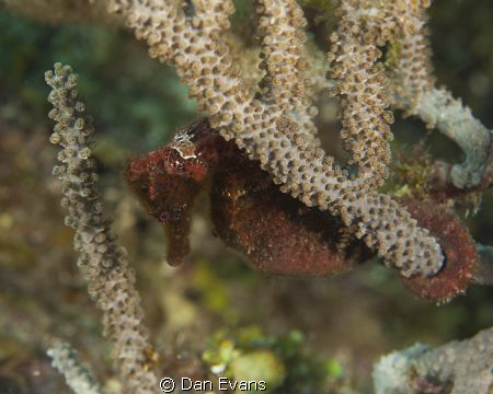 Roatan seahorse (5D MII 100mm) by Dan Evans 