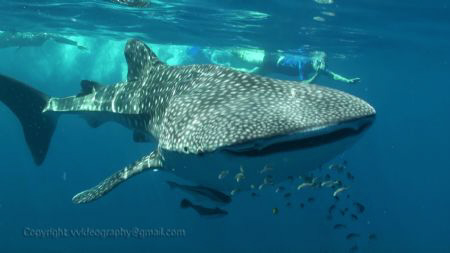 Whale Shark smile,  photo by Violeta Jahnel Brosig, vvide... by V F 