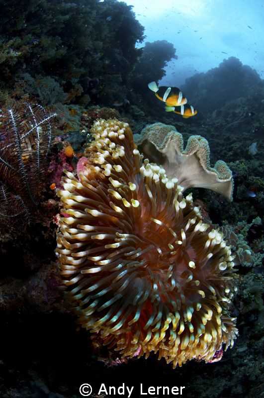Anemone scene in Raja Ampat by Andy Lerner 