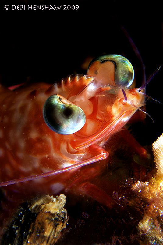 "Scampi" by Debi Henshaw 