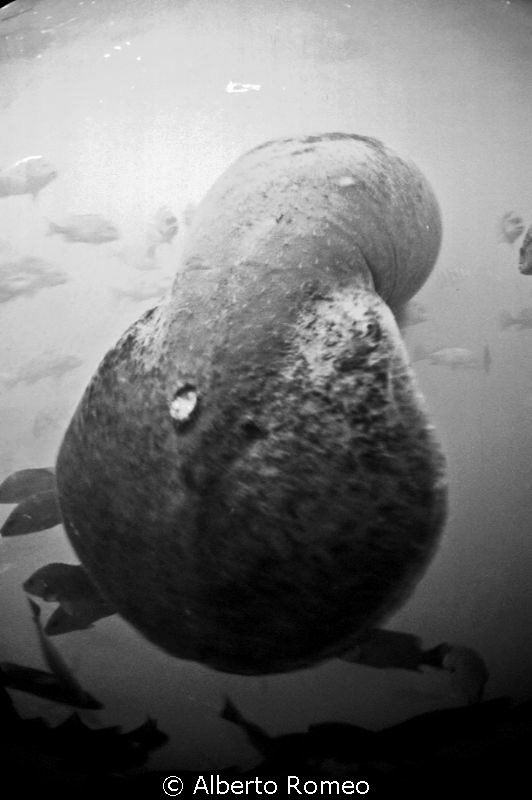 The strange tail of a Manatee in Crystal River, Florida by Alberto Romeo 