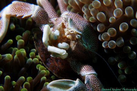 First dive in 2010 and theres such an abundance, a good s... by Bernard Maglana 