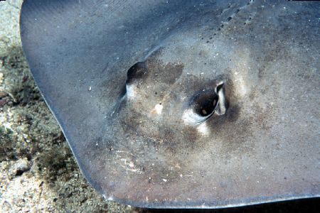 Southern Stingray. Taken on an otherwise quiet night dive... by Ian Brooks 