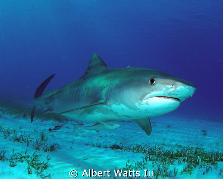 Taken at Tiger Beach in the Bahamas. Olympus SP350 with w... by Albert Watts Iii 