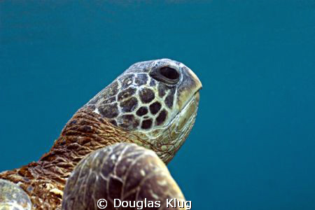 Turtle Risin. A Green turtle rises off the reef for a bre... by Douglas Klug 