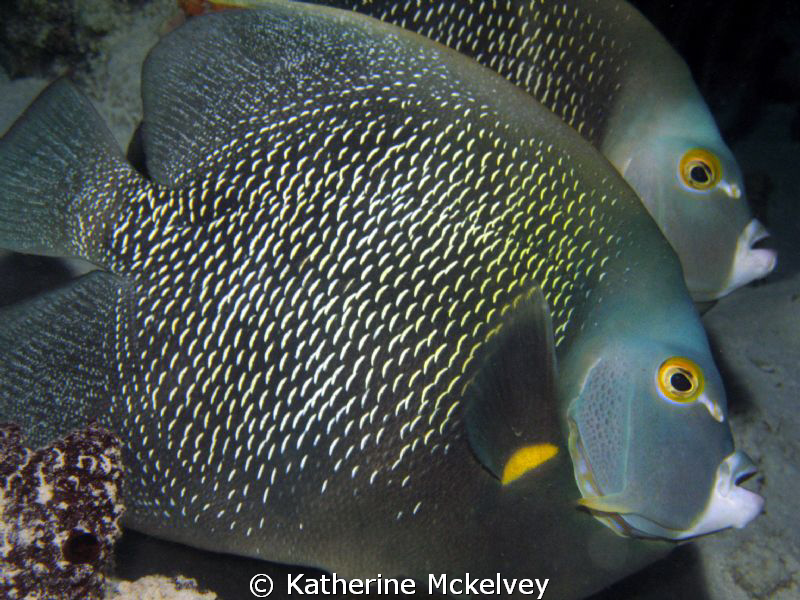Twin Gray Angels.  Shot caught on a shore dive using my C... by Katherine Mckelvey 